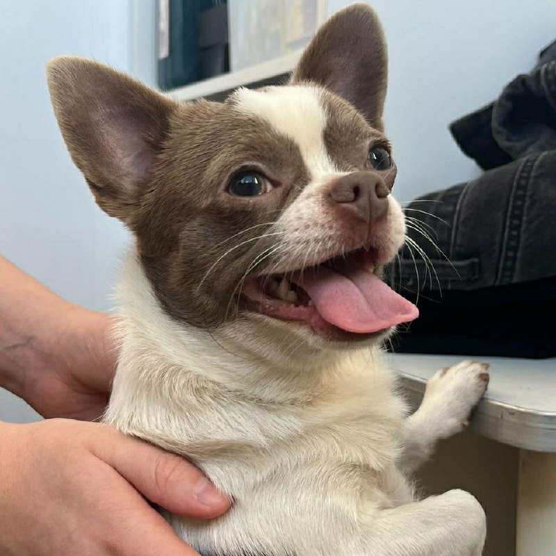 Found white dog, чихуахуа in Saint Petersburg — identification photo, lost & found pet database Pathfinder