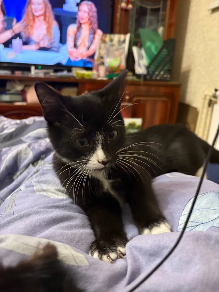 Lost cat in Moscow — identification photo, lost & found pet database Pathfinder