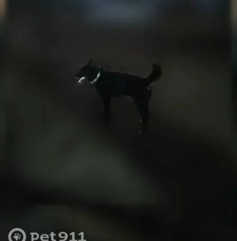 Found dog in Vidnoe — identification photo, lost & found pet database Pathfinder