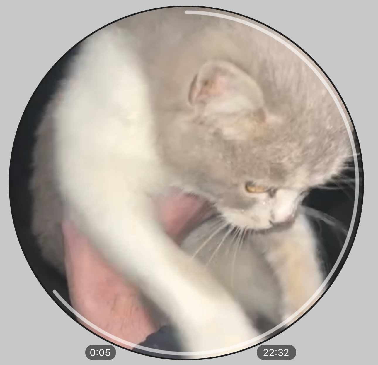 Found white cat in Novosibirsk — identification photo, lost & found pet database Pathfinder