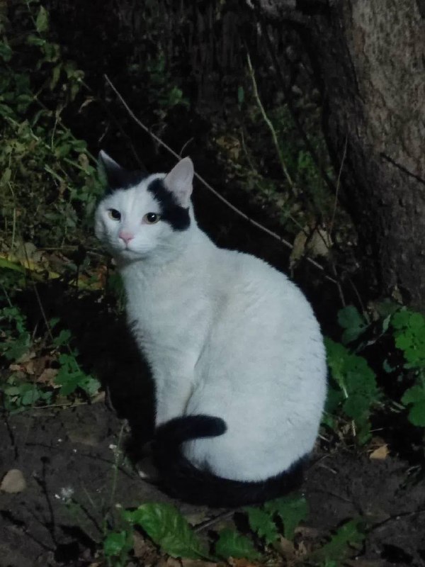 Found black cat in Yekaterinburg — identification photo, lost & found pet database Pathfinder