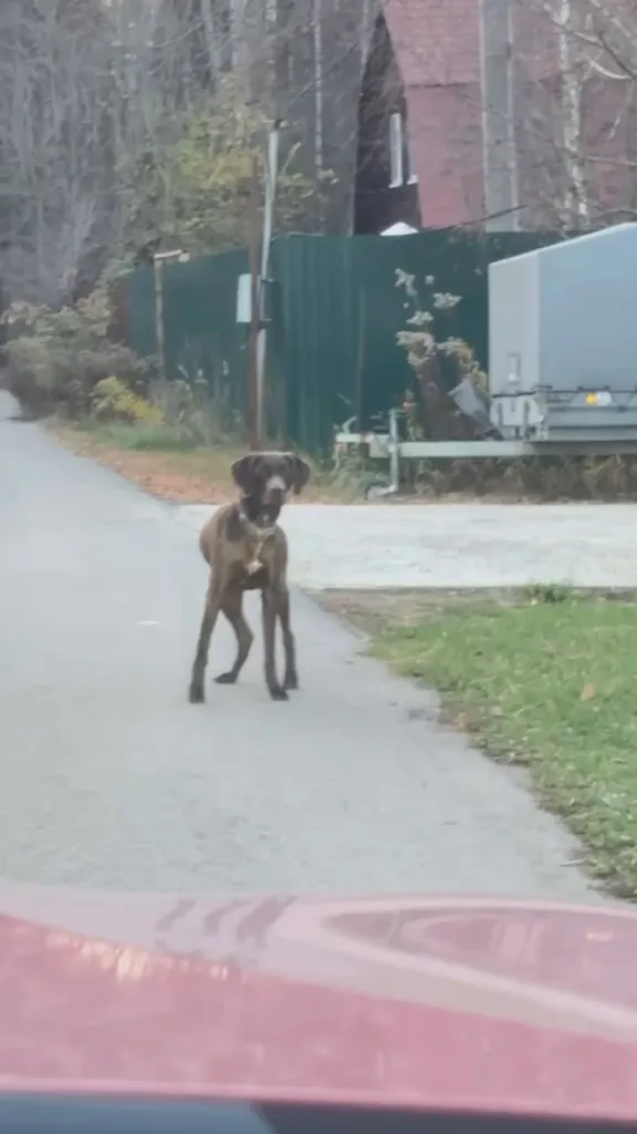 Found dog, курцхаар in Yakovlevo — identification photo, lost & found pet database Pathfinder