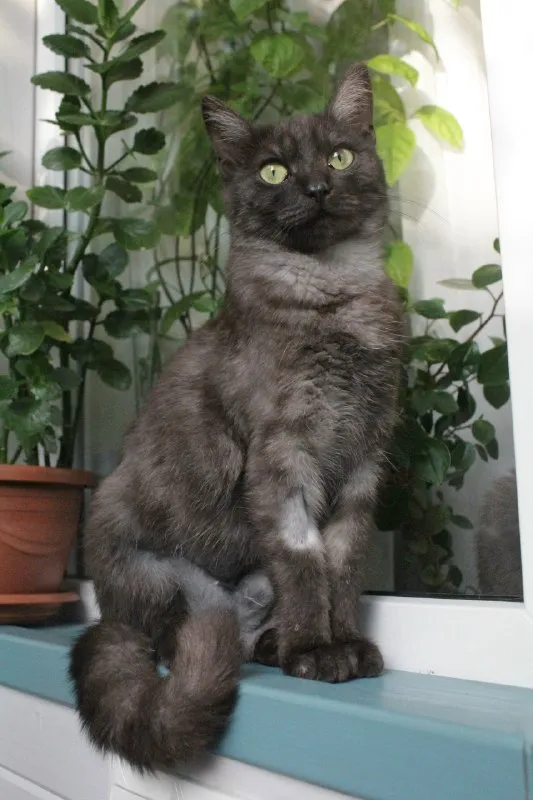 Adoptable white cat in Ufa — identification photo, lost & found pet database Pathfinder