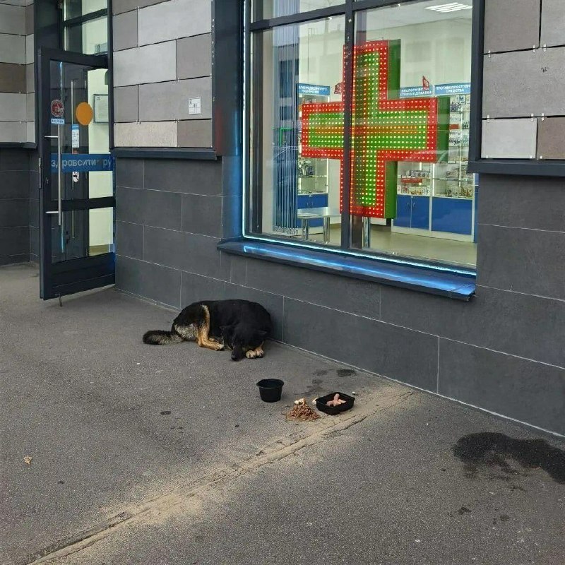 Found dog, овчарка in Saint Petersburg — identification photo, lost & found pet database Pathfinder