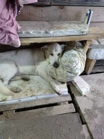 Lost white dog in Bronnitsy — identification photo, lost & found pet database Pathfinder