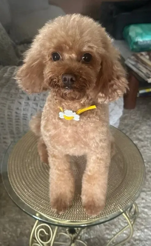 Lost ginger dog, той пудель in Ochakovo Matveevskoe — identification photo, lost & found pet database Pathfinder