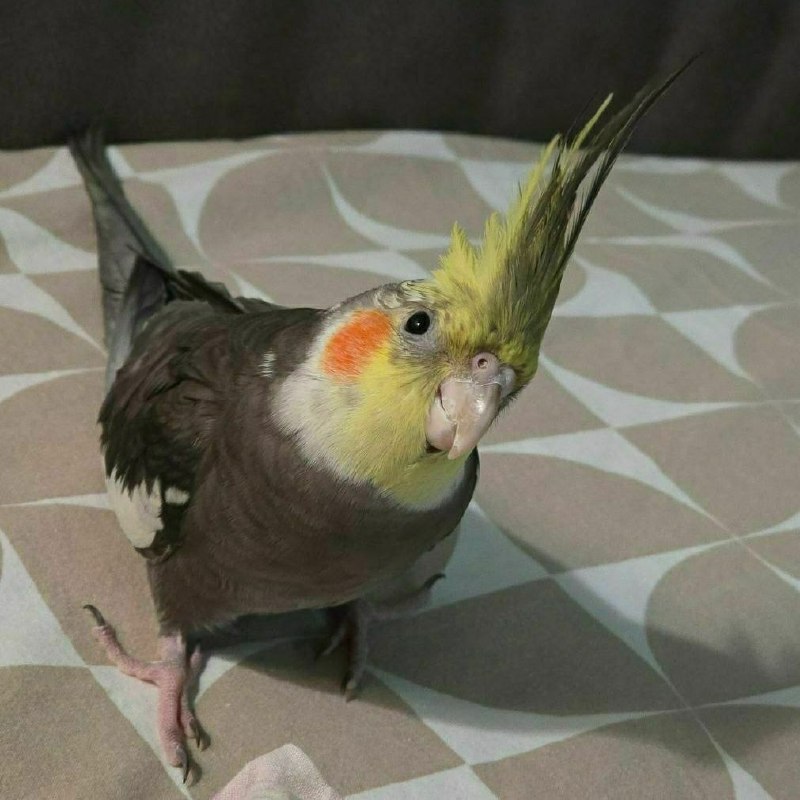 Lost pet, корелла in Saint Petersburg — identification photo, lost & found pet database Pathfinder