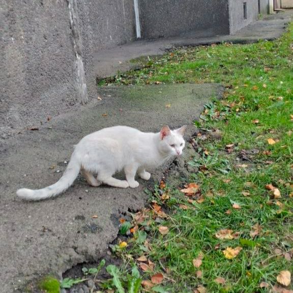 Found white cat in Saint Petersburg — identification photo, lost & found pet database Pathfinder