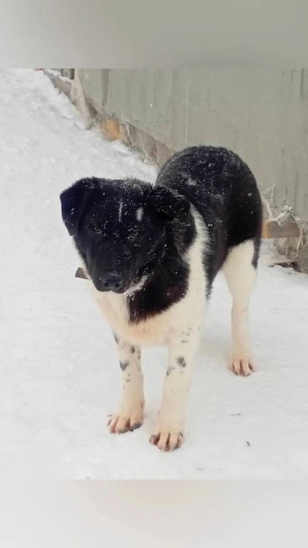 Lost white dog in Alapaevsk — identification photo, lost & found pet database Pathfinder