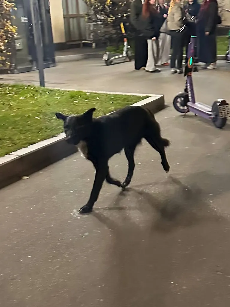 Found dog in Moscow — identification photo, lost & found pet database Pathfinder