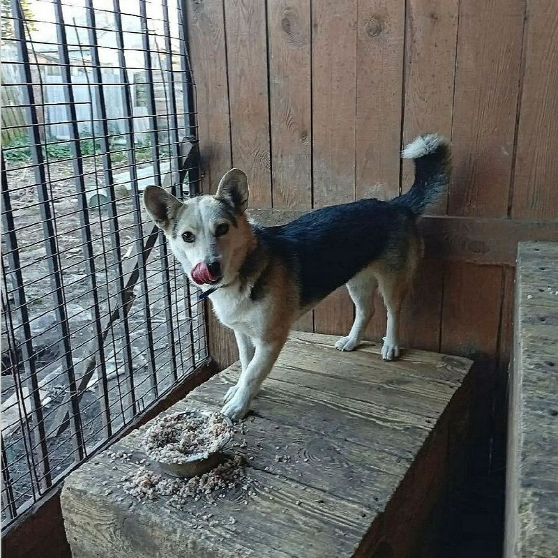 Adoptable white dog, метис корги in Sysert — identification photo, lost & found pet database Pathfinder