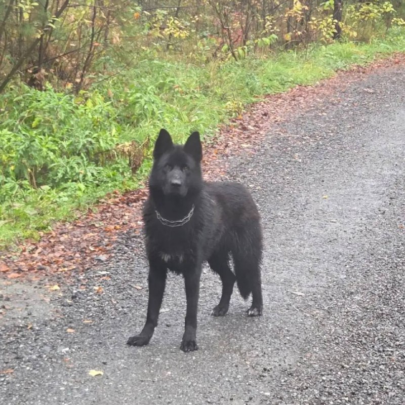 Found black dog in Mednyy — identification photo, lost & found pet database Pathfinder