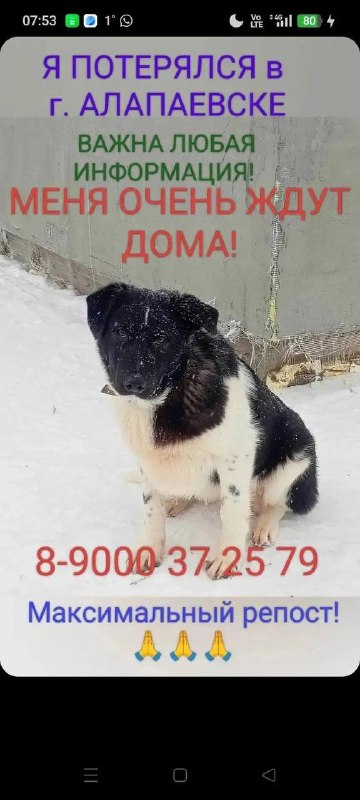 Lost white dog in Alapaevsk — identification photo, lost & found pet database Pathfinder