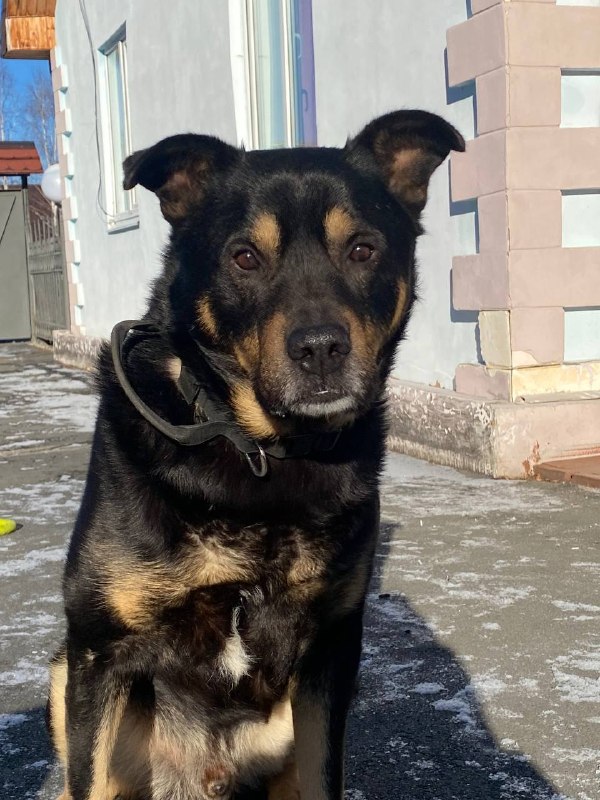 Lost brown dog in Yekaterinburg — identification photo, lost & found pet database Pathfinder