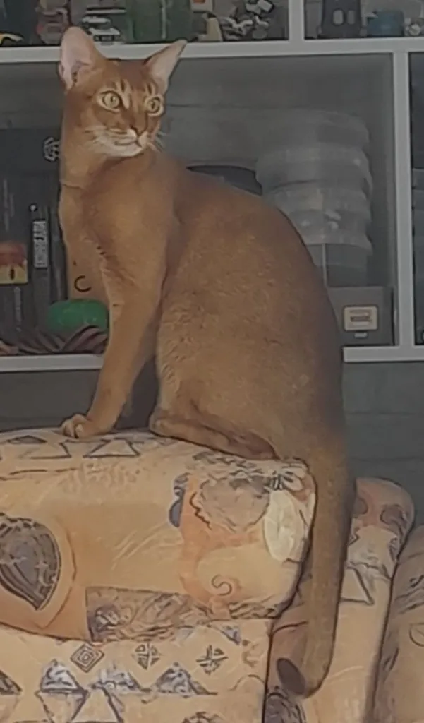 Lost cat, абиссинец in Novoseltsevo — identification photo, lost & found pet database Pathfinder