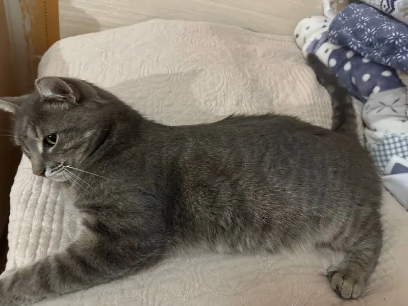 Lost gray cat in Leninskiy Rayon — identification photo, lost & found pet database Pathfinder