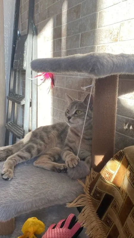 Lost cream cat in Nekrasovka — identification photo, lost & found pet database Pathfinder