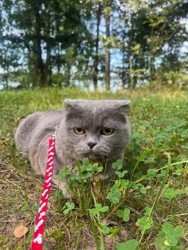 Lost gray cat, шотландская in Sorokino — identification photo, lost & found pet database Pathfinder