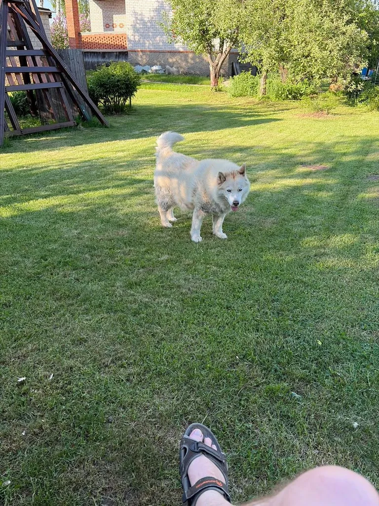 Lost white dog, метис хаски и маламута in Vorshchikovo — identification photo, lost & found pet database Pathfinder
