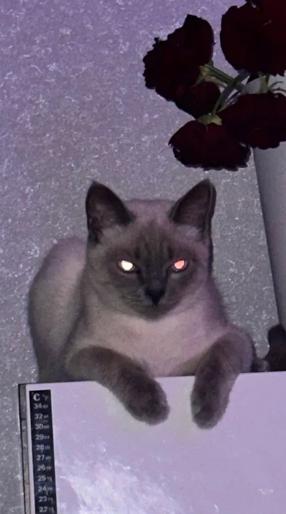 Lost cat in Moscow — identification photo, lost & found pet database Pathfinder