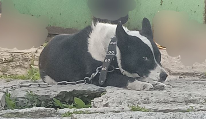 Lost dog, метис in Novosibirsk — identification photo, lost & found pet database Pathfinder
