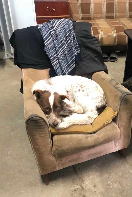 Lost dog in Perm — identification photo, lost & found pet database Pathfinder