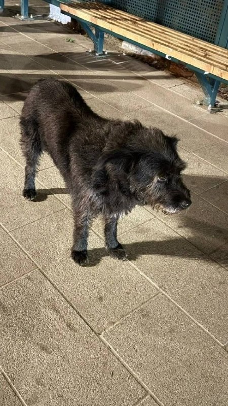 Found black dog in Klin — identification photo, lost & found pet database Pathfinder