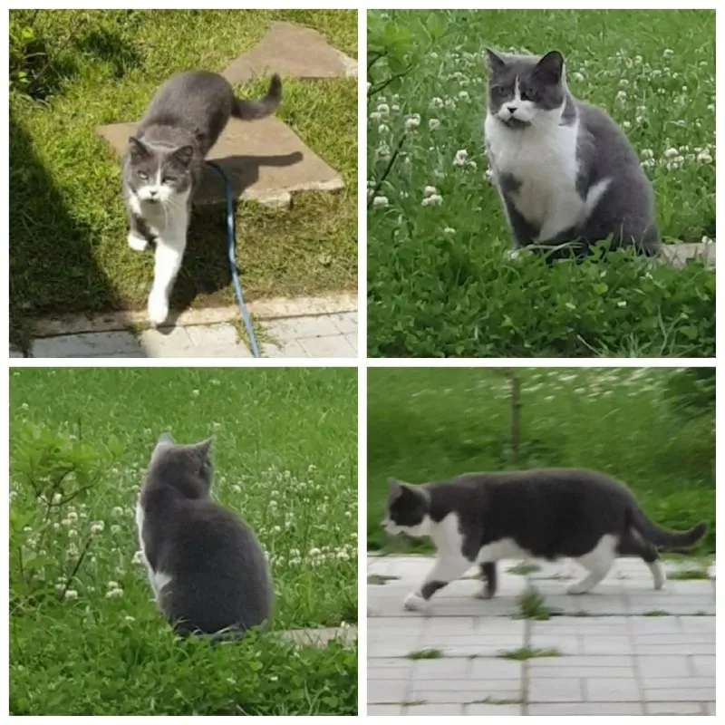Lost white cat, без породы in Semivragi — identification photo, lost & found pet database Pathfinder