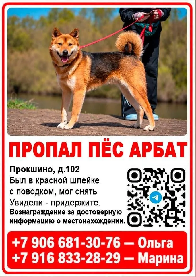 Lost dog, метис in Kommunarka — identification photo, lost & found pet database Pathfinder