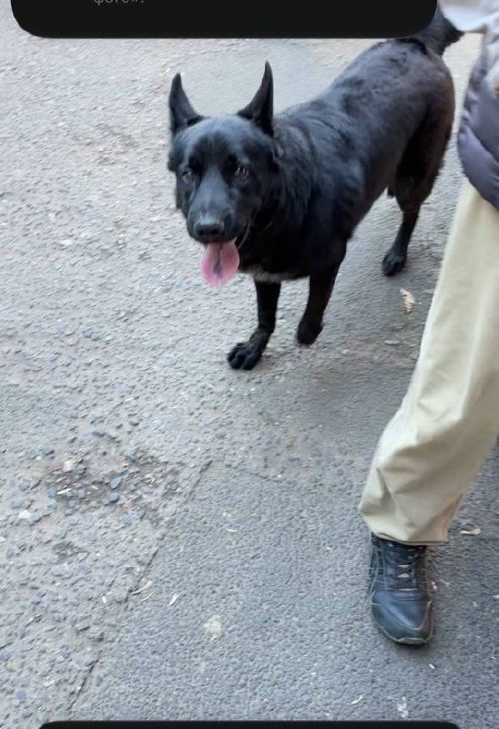 Found black dog in Odintsovo — identification photo, lost & found pet database Pathfinder