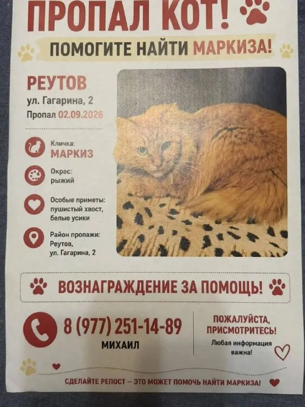 Lost ginger cat in Reutov — identification photo, lost & found pet database Pathfinder
