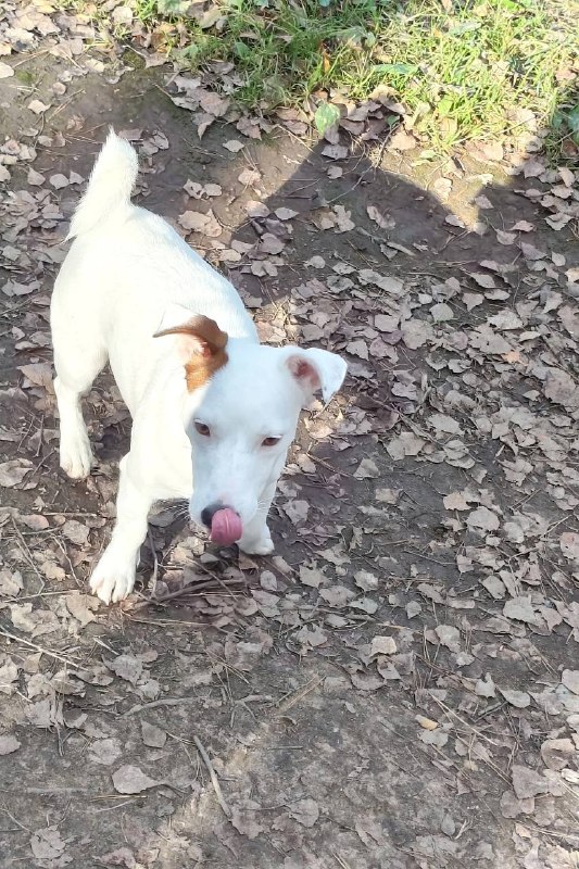 Found white dog, джек рассел терьер in Chistye Rossy — identification photo, lost & found pet database Pathfinder