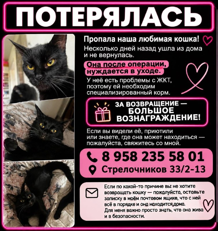 Lost cat in Yekaterinburg — identification photo, lost & found pet database Pathfinder