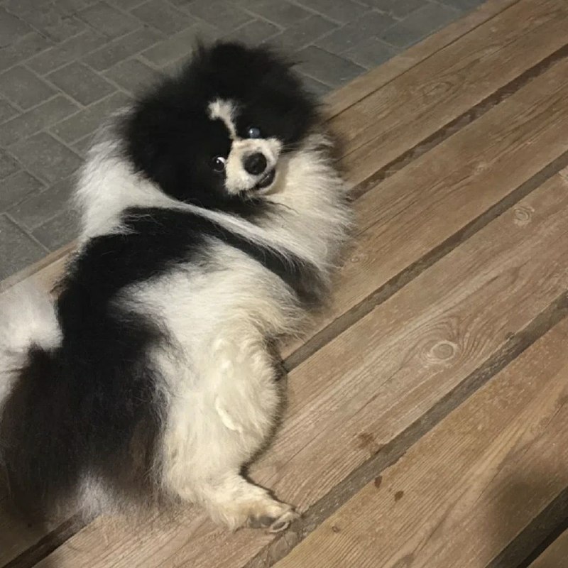 Lost white dog, померанский шпиц in Berezovskiy — identification photo, lost & found pet database Pathfinder