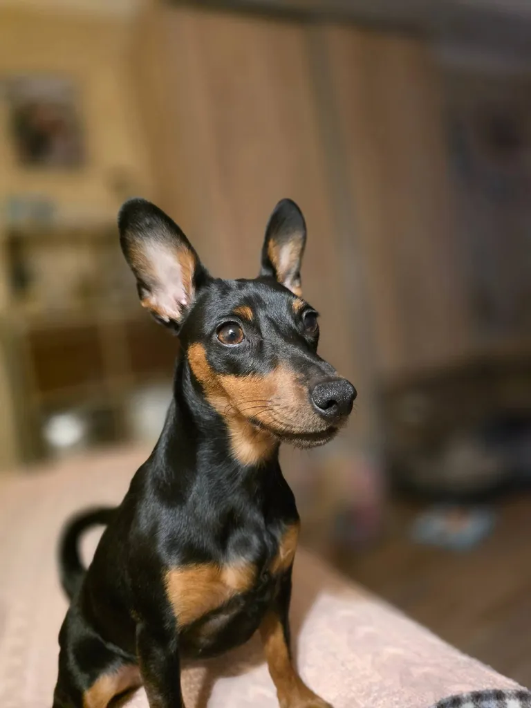 Lost dog, цвергпинчер in Moscow — identification photo, lost & found pet database Pathfinder