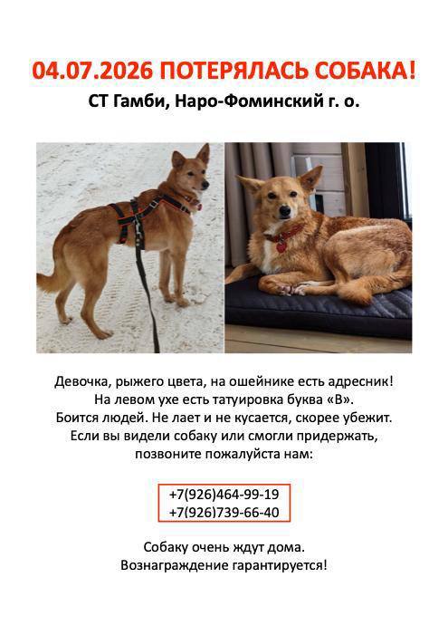 Lost white dog in Naro Fominsk — identification photo, lost & found pet database Pathfinder