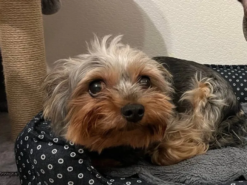 Lost brown dog, йорк in Mytishchi — identification photo, lost & found pet database Pathfinder