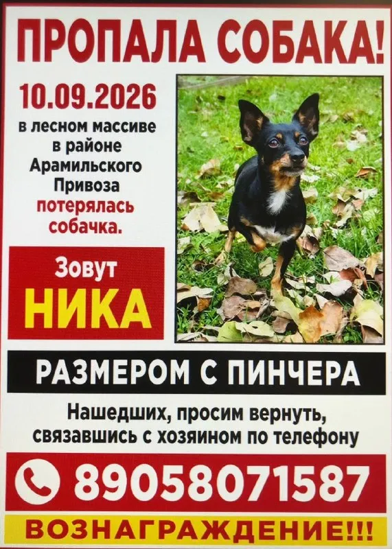 Lost brown dog in Aramil — identification photo, lost & found pet database Pathfinder