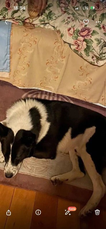Lost white dog, лайка in Sergiev Posad — identification photo, lost & found pet database Pathfinder