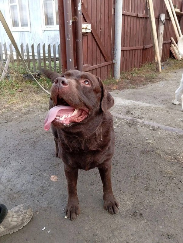 Found dog, лабрадор in Yekaterinburg — identification photo, lost & found pet database Pathfinder