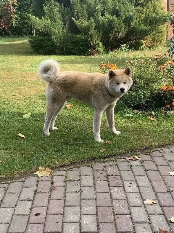 Lost white dog, акита-ину in Popovka — identification photo, lost & found pet database Pathfinder