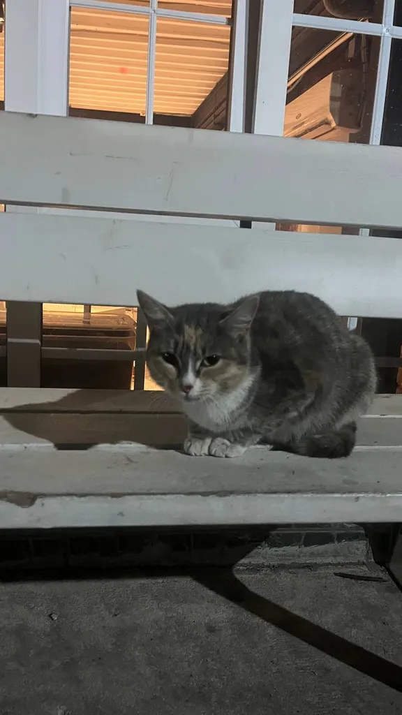 Found cat in Moscow — identification photo, lost & found pet database Pathfinder