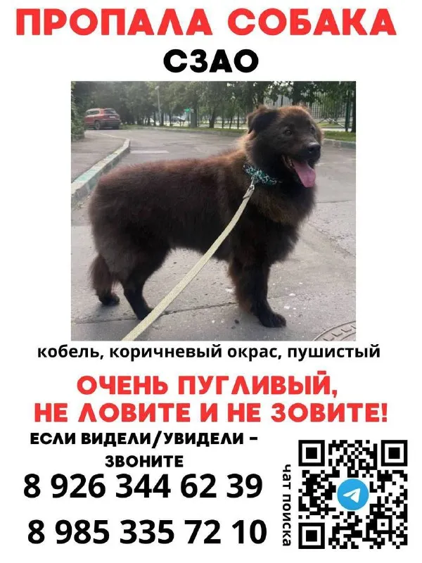 Lost brown dog, метис in Krasnogorsk — identification photo, lost & found pet database Pathfinder