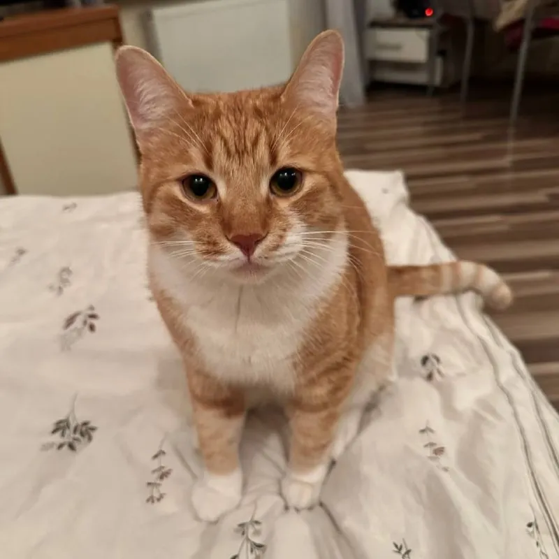 Lost cat in Kuyalovo — identification photo, lost & found pet database Pathfinder
