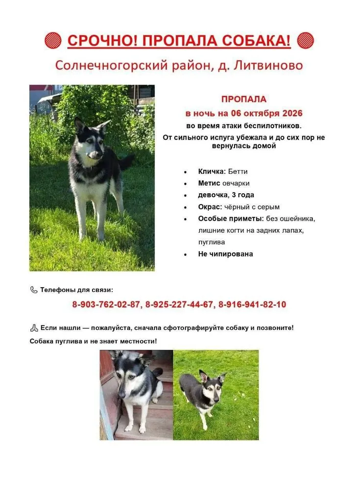 Lost dog, метис овчарки in Litvinovo — identification photo, lost & found pet database Pathfinder