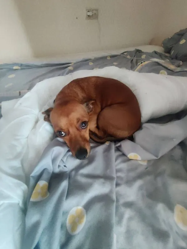 Lost dog, пинчер in Khimki — identification photo, lost & found pet database Pathfinder
