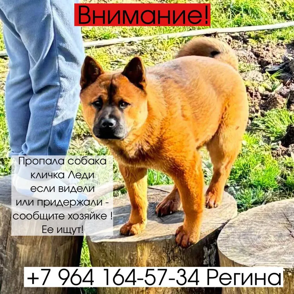 Lost dog in Alabino — identification photo, lost & found pet database Pathfinder