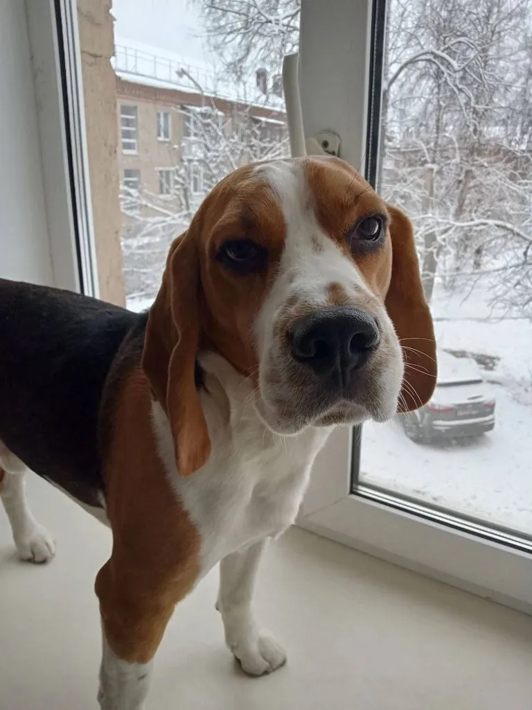 Lost dog, бигль in Sergiev Posad — identification photo, lost & found pet database Pathfinder