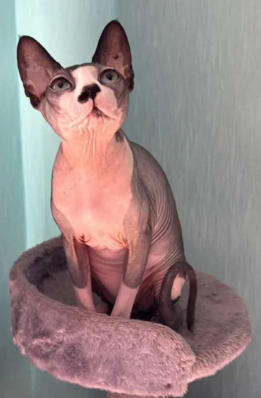 Lost cat, сфинкс in Balashikha — identification photo, lost & found pet database Pathfinder