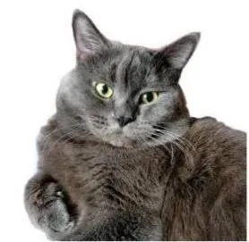Lost gray cat in Sredneuralsk — identification photo, lost & found pet database Pathfinder